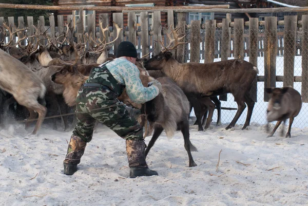 Mansi Ren geyiği çobanı Ren geyiği kement kullanarak bir ağıl içinde yakalamak.