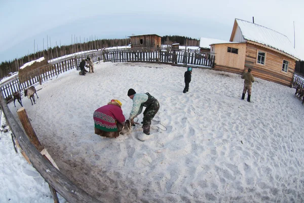 Bir Ren geyiği çobanı-mansi yakaladı.