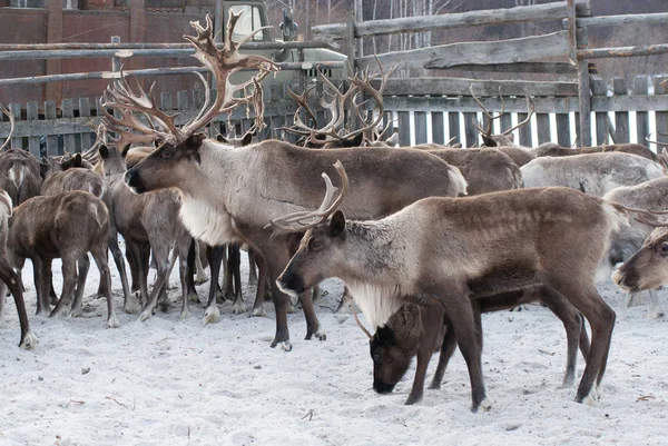 Ağıl içinde Ren geyiği sürüsü.