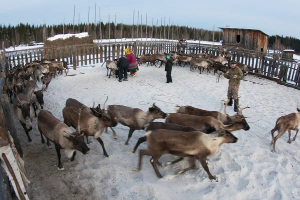 Mansi Ren geyiği çobanı Ren geyiği kement kullanarak bir ağıl içinde yakalamak.