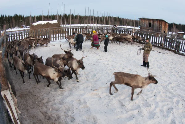Mansi Ren geyiği çobanı Ren geyiği kement kullanarak bir ağıl içinde yakalamak.