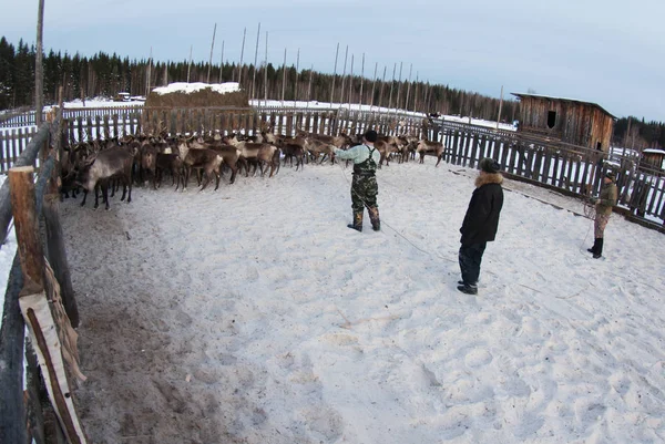 Mansi Ren geyiği çobanı Ren geyiği kement kullanarak bir ağıl içinde yakalamak.