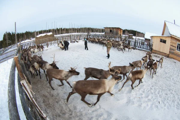 Ağıl içinde Ren geyiği sürüsü.