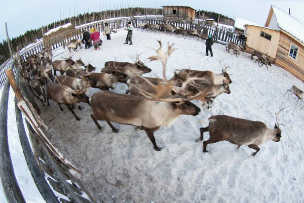 Ağıl içinde Ren geyiği sürüsü.