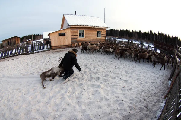 Bir Ren geyiği çobanı-mansi yakaladı.