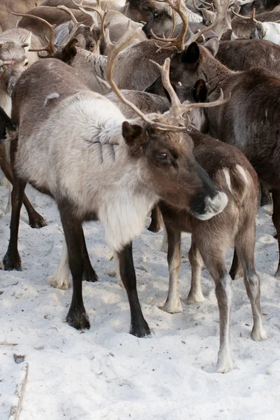 Ağıl içinde Ren geyiği sürüsü.