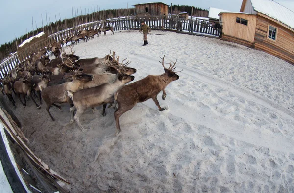 Ağıl içinde Ren geyiği sürüsü.