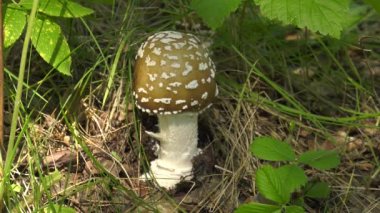 Mantar Amanita. Yakın çekim.