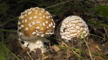 Mantar Amanita. Yakın çekim.