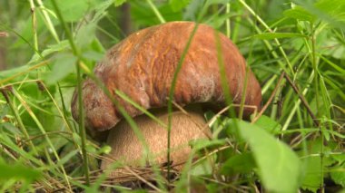 Otların arasında boletus.
