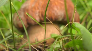 Otların arasında boletus.