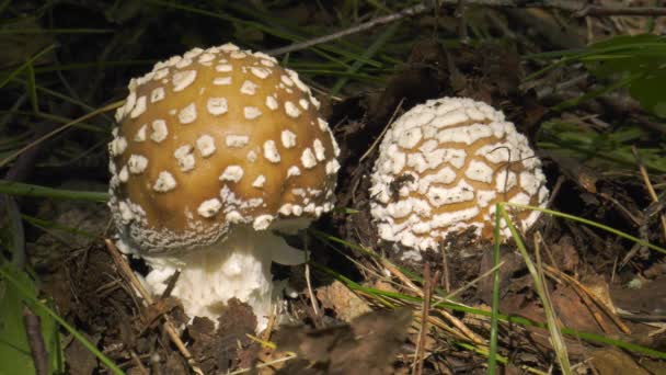 Svampen Amanita Närbild — Stockvideo