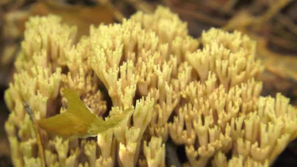 Koralówka Grzyba Bliska — Wideo stockowe