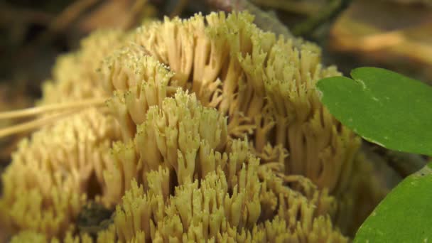 Fungus Ramaria Close — Stock Video