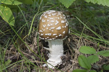 Mantar Amanita. Yakın çekim.