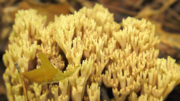 Fungo Ramaria Fechar — Fotografia de Stock