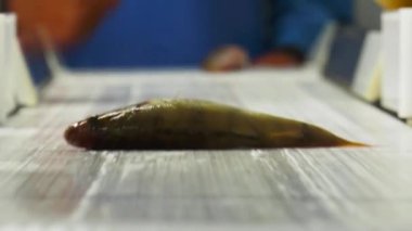 Balık fabrikası - sıralama balık. 2 çekim.