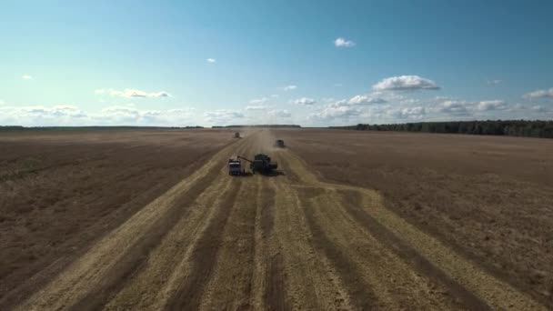 Graan Kweker Combineert Oogsten Van Graan Luchtfoto — Stockvideo