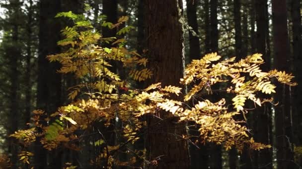 Rowan Floresta Cedro — Vídeo de Stock