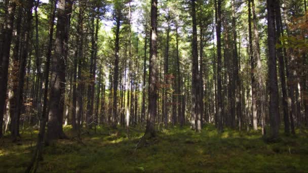 Forêt Cèdres Pas Chance Panoram — Video