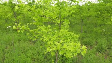 Ginkgo tarlaları. 2 çekim.