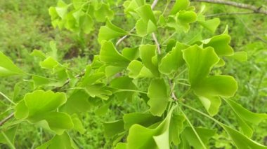 Tarlaları Ginkgo ağaçları.