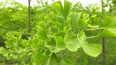 Tarlaları Ginkgo ağaçları.