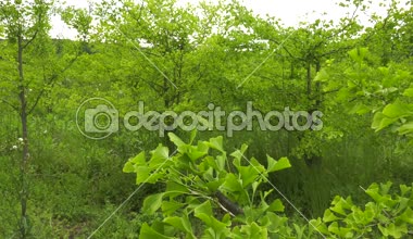 Tarlaları Ginkgo ağaçları.