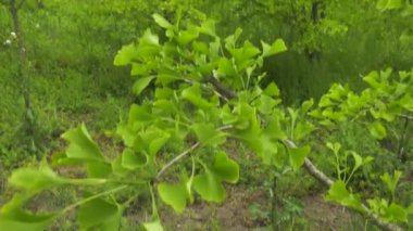 Tarlaları Ginkgo ağaçları.