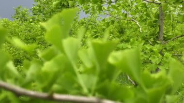 Tarlaları Ginkgo ağaçları.
