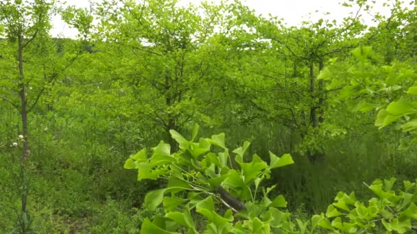 Plantages Ginkgo Bomen — Stockvideo