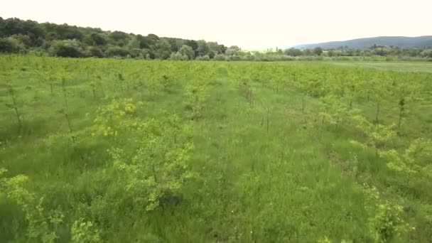 Ginkgo Plantagen Luftbild — Stockvideo