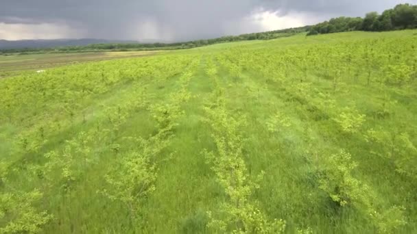 Plantações Ginkgo Vista Aérea — Vídeo de Stock