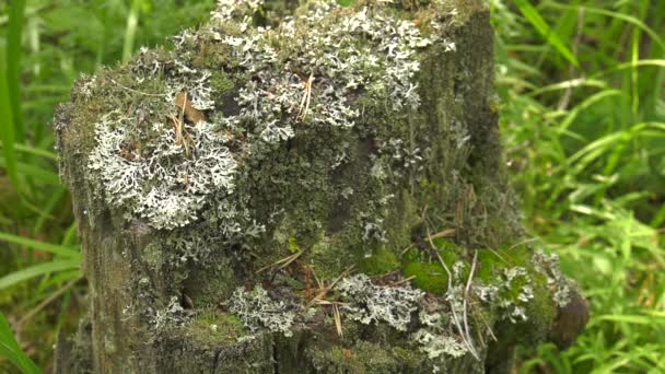 Lichen Sur Souche Arbre — Video