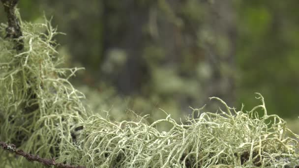 Liquen Árbol — Vídeos de Stock