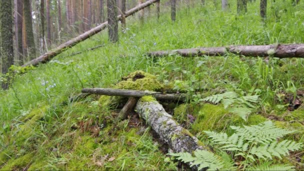 Moss Lichen Tree Stump — Stock Video