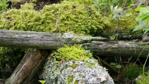 Moss Lichen Tree Stump — Stock Video