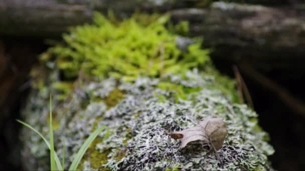 Mousse Lichen Sur Une Souche Arbre — Video