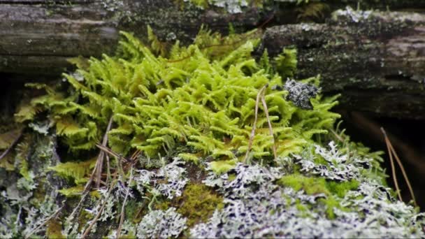 コケや木の切り株に地衣類 — ストック動画