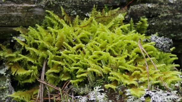 Moss Lichen Tree Stump — Stock Video