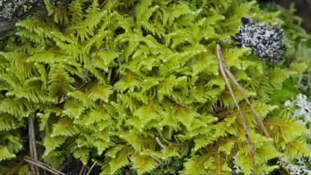 树桩上的苔藓和地衣 — 图库视频影像