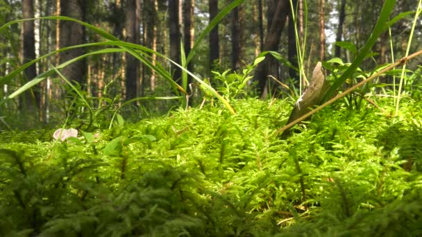 Schreber Van Feathermoss Het Naaldhout Bos — Stockvideo