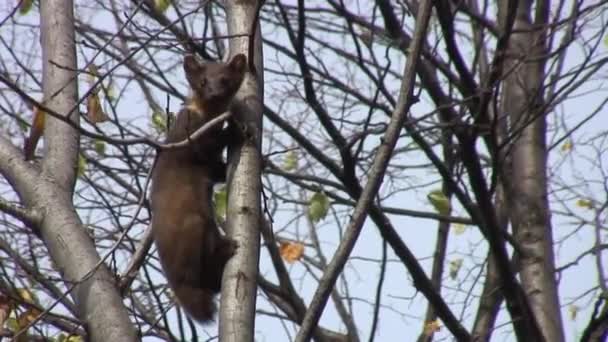 Marten Sobre Árbol Bosque Otoñal — Vídeo de stock