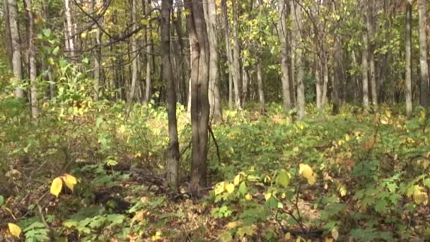 Marten Sobre Árbol Bosque Otoñal — Vídeos de Stock