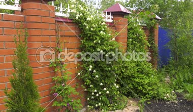 Çiçeklenme akasma. Genel görünümü. 2 çekim.