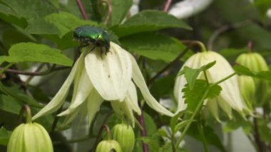 Çiçeklenme akasma. Chafer bir çiçek üzerinde.