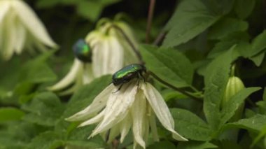 Çiçeklenme akasma. Chafer bir çiçek üzerinde.