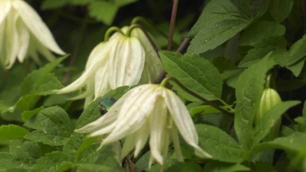 Flowering Clematis Chafer Flower — Stock Video