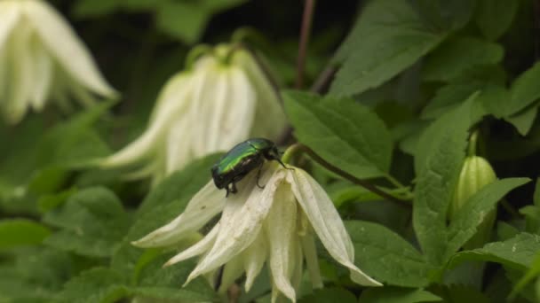 Bloeiende Clematis Chafer Een Bloem — Stockvideo