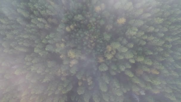 Taiga Otoño Niebla Matutina Vista Aérea — Vídeos de Stock